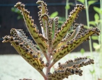 Viviparous Kalanchoe