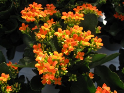 Viviparous Kalanchoe