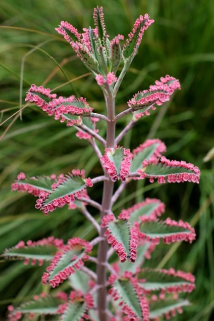 Viviparous Kalanchoe