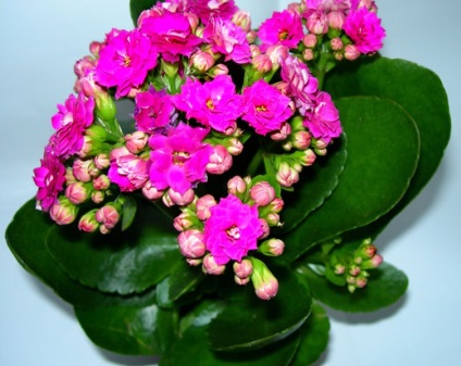 Viviparous Kalanchoe