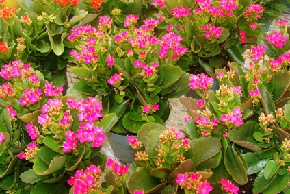 Viviparous Kalanchoe