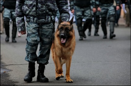 10 A legjobb rendőrségi kutyafajták a világon