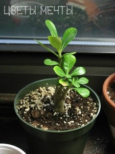 Adenium otthon, álomvirágok