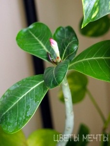 Adenium acasă, flori de vis