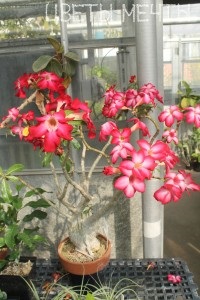 Adenium acasă, flori de vis