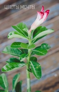 Adenium acasă, flori de vis