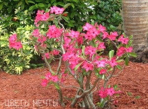 Adenium acasă, flori de vis