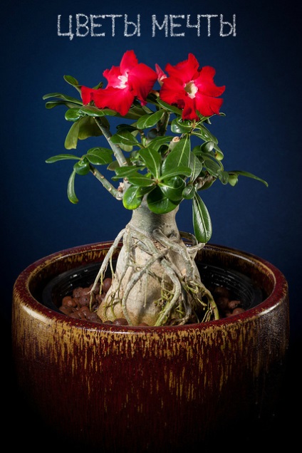 Adenium acasă, flori de vis