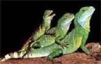 Agama specii, descriere, conținut și fotografii, zoodom