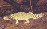Agama specii, descriere, conținut și fotografii, zoodom
