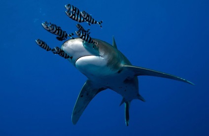 Shark Sharm el Sheikh 2016 - Egyiptomi hatóságok figyelmeztetik a veszélyes turistákat