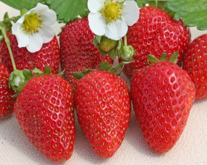 Albion căpșuni comentarii, descriere, fotografie, căpșuni, video