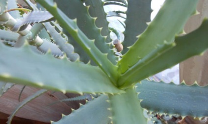 Aloe - proprietăți medicinale și contraindicații, beneficii și rău, rețete