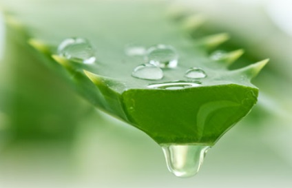 Aloe - gyógyhatású készítmények és ellenjavallatok, előnyök és ártalmak, receptek