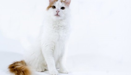 Fotografie de pisica anatoliana, descrierea rasei, descriere