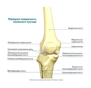 Anatomia articulației genunchiului