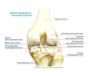 Anatomia articulației genunchiului