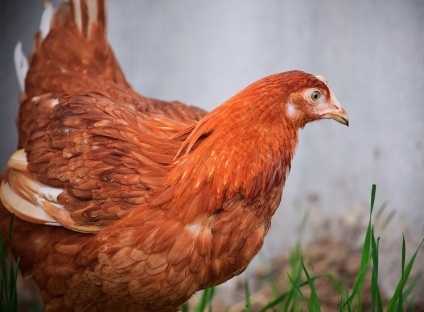 Antibakteriális szerek (antibiotikumok) a madaraknak alacsony áron vásárolnak nagykereskedelmet - gk vetprom