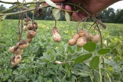 Arahide - crescând în sol deschis; cum să crească un arahide, un homesteader