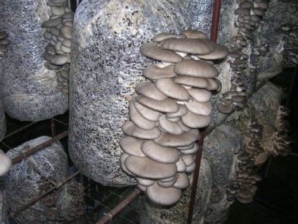 Afacerea în ciuperci de creștere cum să stabilească producția