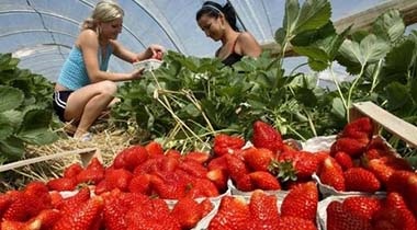 Afacerea de cultivare a căpșunilor pro și contra