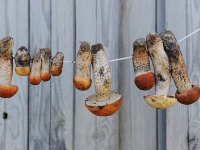 Blog de sfaturi utile cu privire la modul de a usca ciuperci la domiciliu