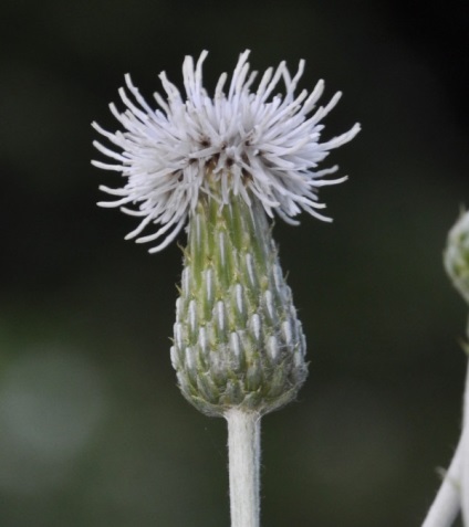 Câmp mar, plante utile