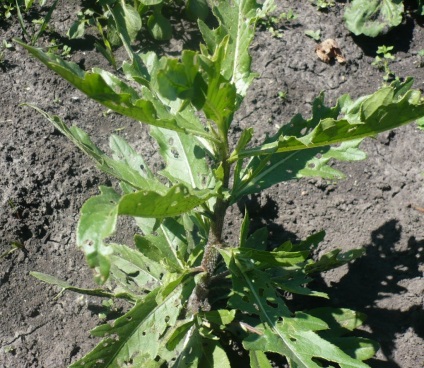 Câmp mar, plante utile