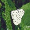 Boli și dăunători de cireș cu o fotografie