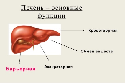 Boli ale ficatului