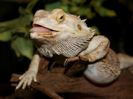 Bearded Agama