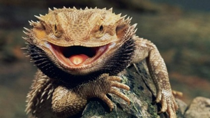 Bearded Agama