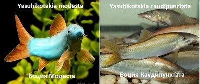 Botsii az akváriumban - az akvaristák fóruma