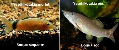 Botsiyu v acvariu - forum de acvaristi