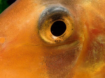 Botsiya bohóc (chromobotia macracanthus), az akvárium részletesen