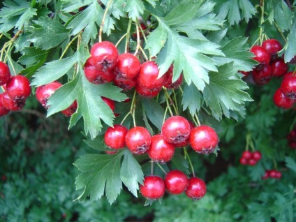 Hawthorn, mint vizelethajtó, ahogy fogyasztják