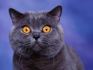 British Shorthair pisica fotografie, descrierea rasei, natura, ingrijire, video