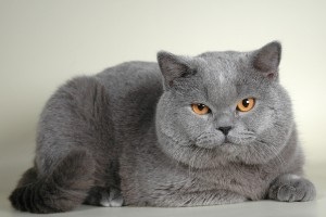 British Shorthair fotografie pisica, descrierea rasei, natura, ingrijire, video