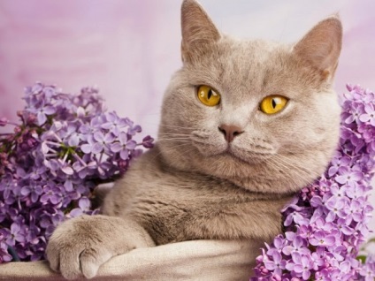 British Shorthair fotografie pisica, descrierea rasei, natura, ingrijire, video