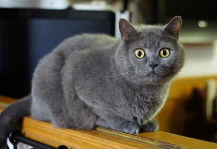 British Shorthair fotografie pisica, descrierea rasei, natura, ingrijire, video