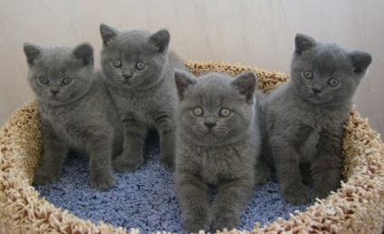 British Shorthair pisica fotografie, descrierea rasei, natura, ingrijire, video