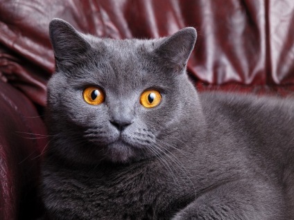British Shorthair fotografie pisica, descrierea rasei, natura, ingrijire, video