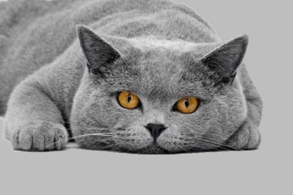 Brit rövidszőrű macska fotó, fajta leírása, természet, gondozás, videó