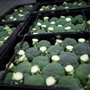 A brokkoli árt, előnyöket és kalóriát, ételt és egészséget