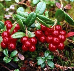 Cowberry cu hipertensiune - tratament cardiac