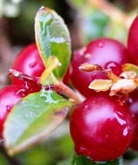 Lingonberry - ellenjavallatok használata