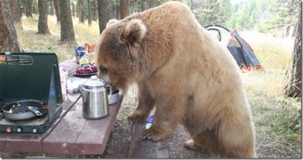 Un bărbat care trăiește cu un urs grizzly