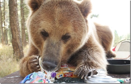 Un bărbat care trăiește cu un urs grizzly