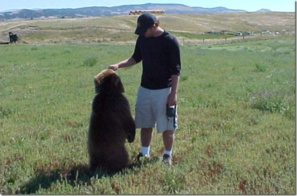 Egy ember, aki grizzly medvével él