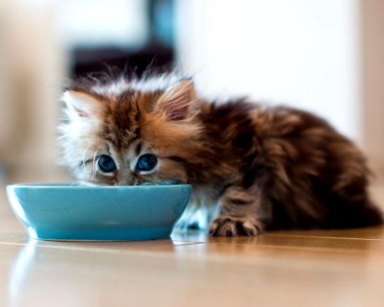 Mit kell táplálni a cica egy hónap alatt, amely pótolja a természetes táplálékot?